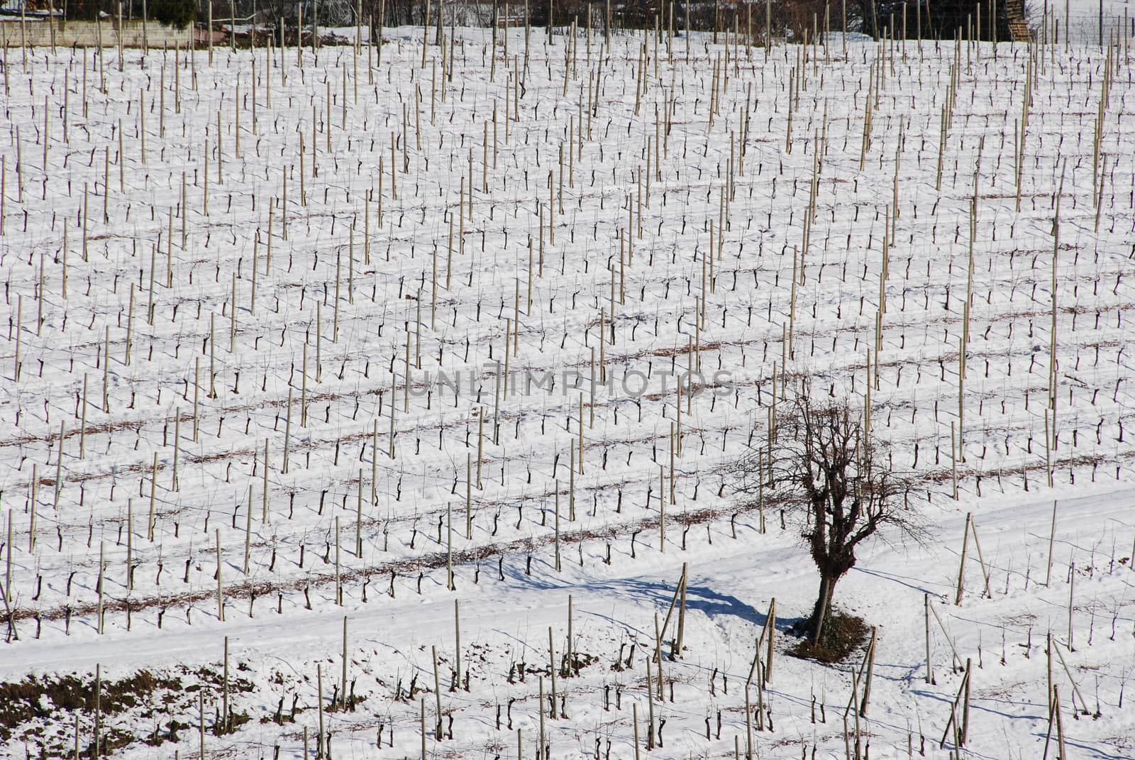 Vineyard Langhe with snow by cosca