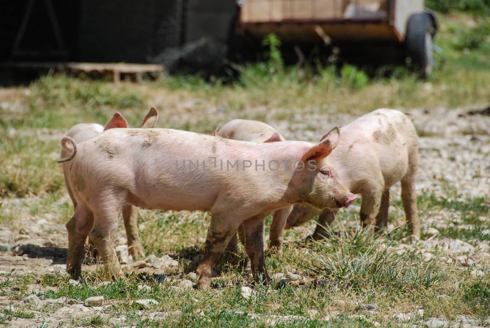 Some piglets run in a meadow