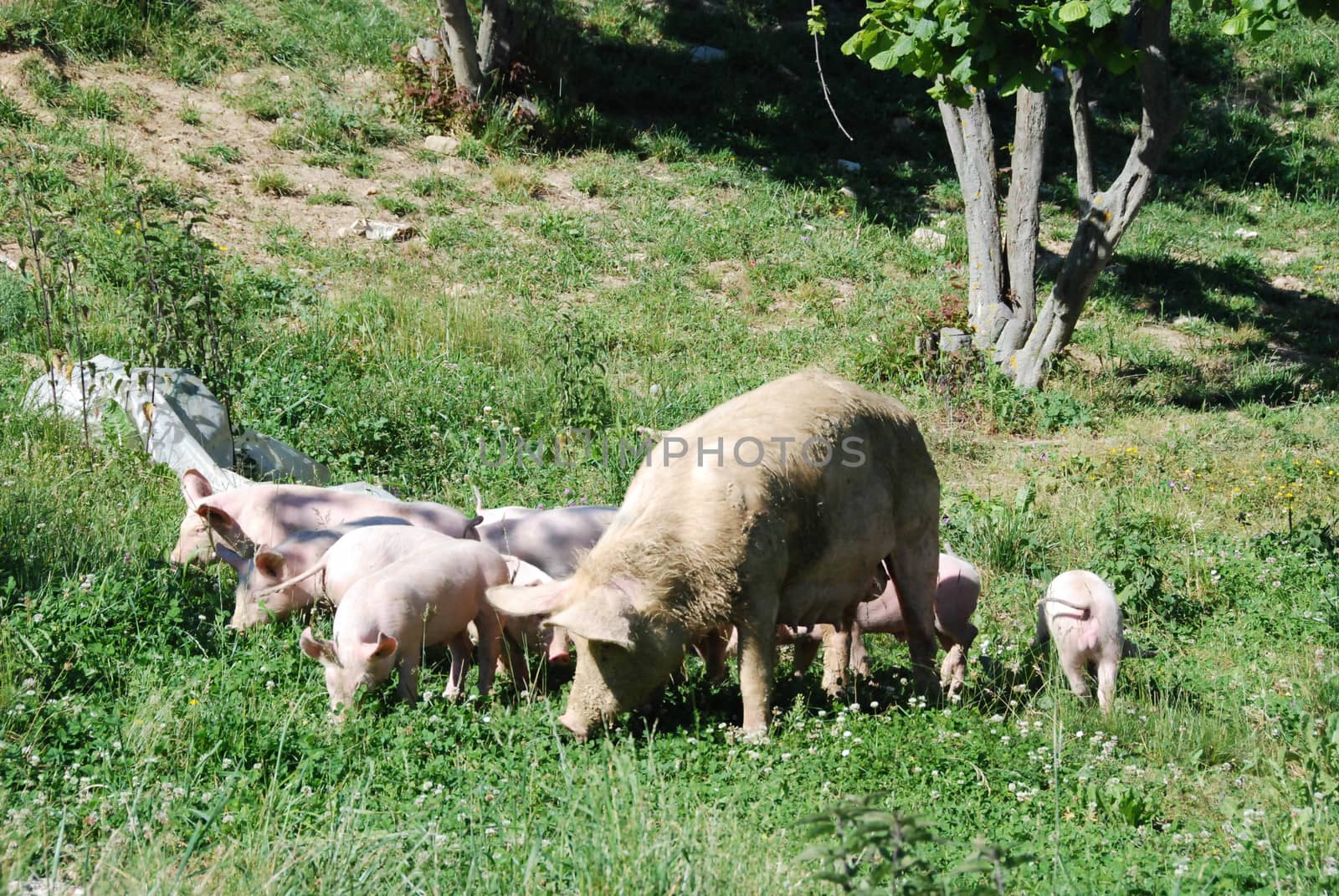 Some piglets looking for food