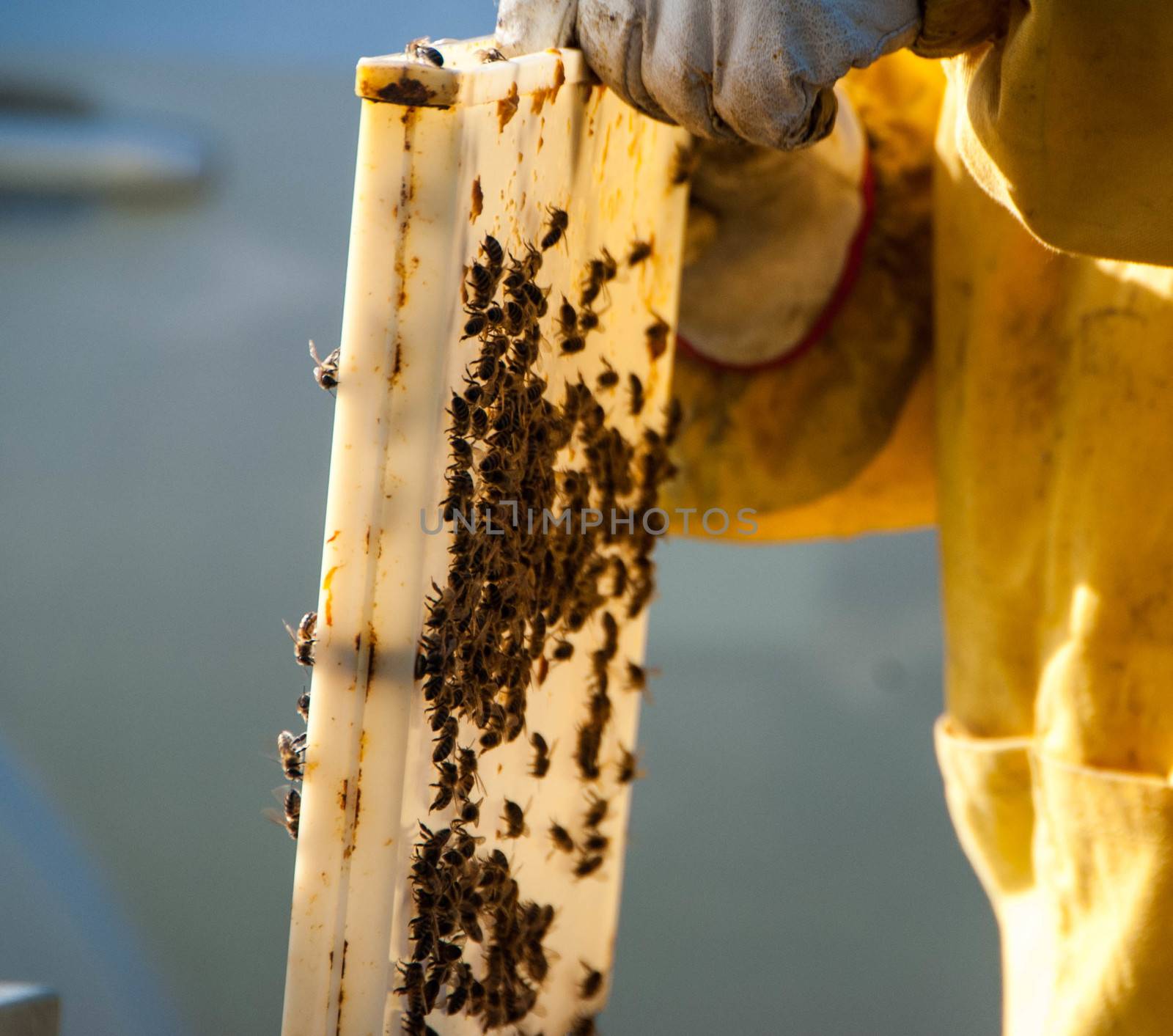 Beekeeper with his bees by cosca