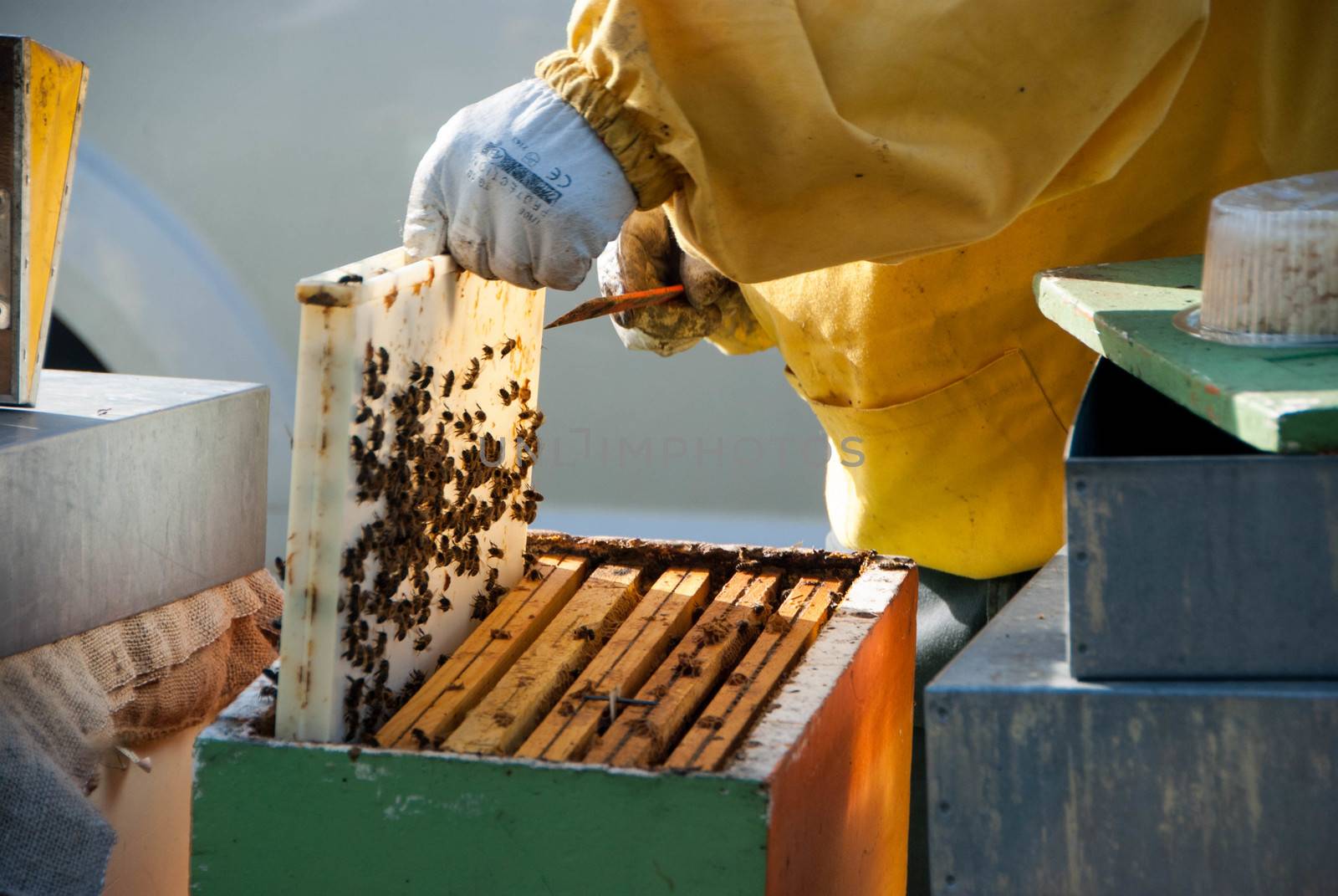 A beekeeper controls the honeys with bees