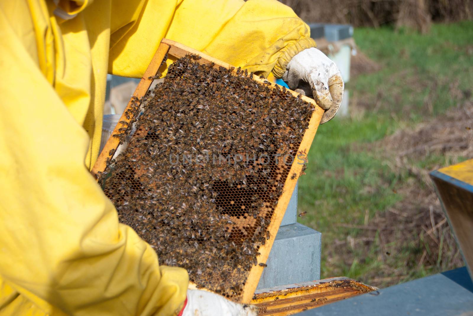 Beekeeper with his bees by cosca