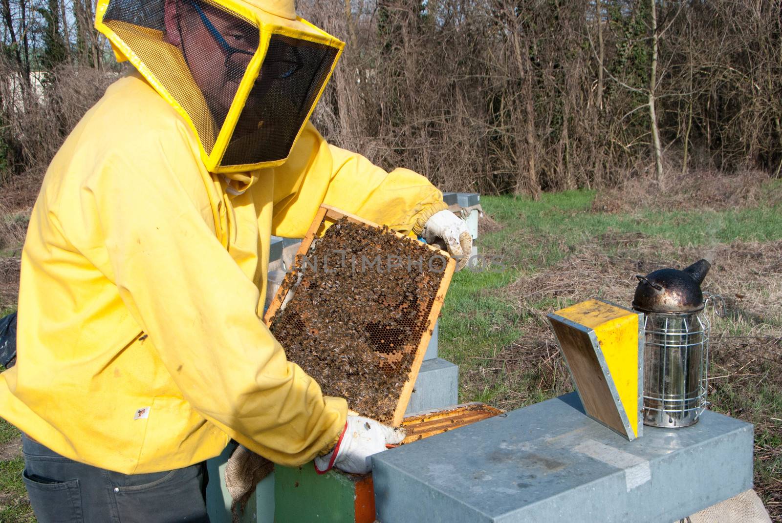 A beekeeper controls the honeys with bees