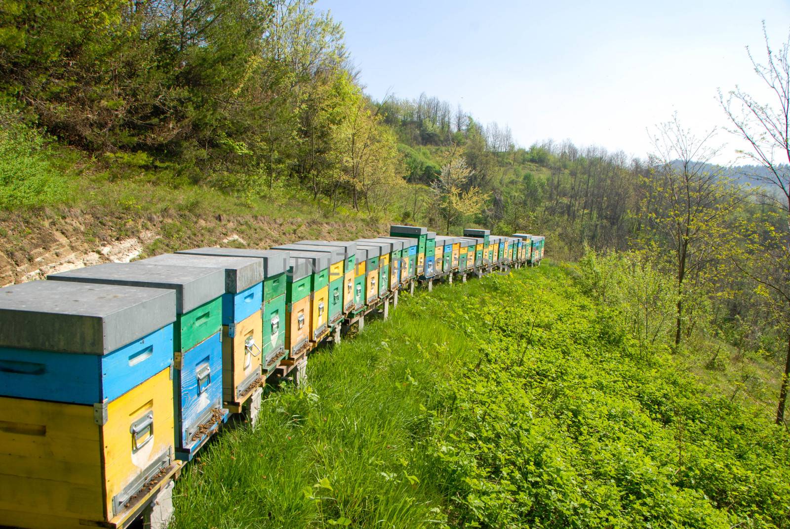 Hive in a meadow by cosca