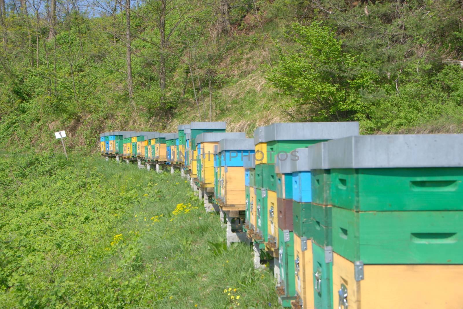 Some colored hives in a meadow by cosca