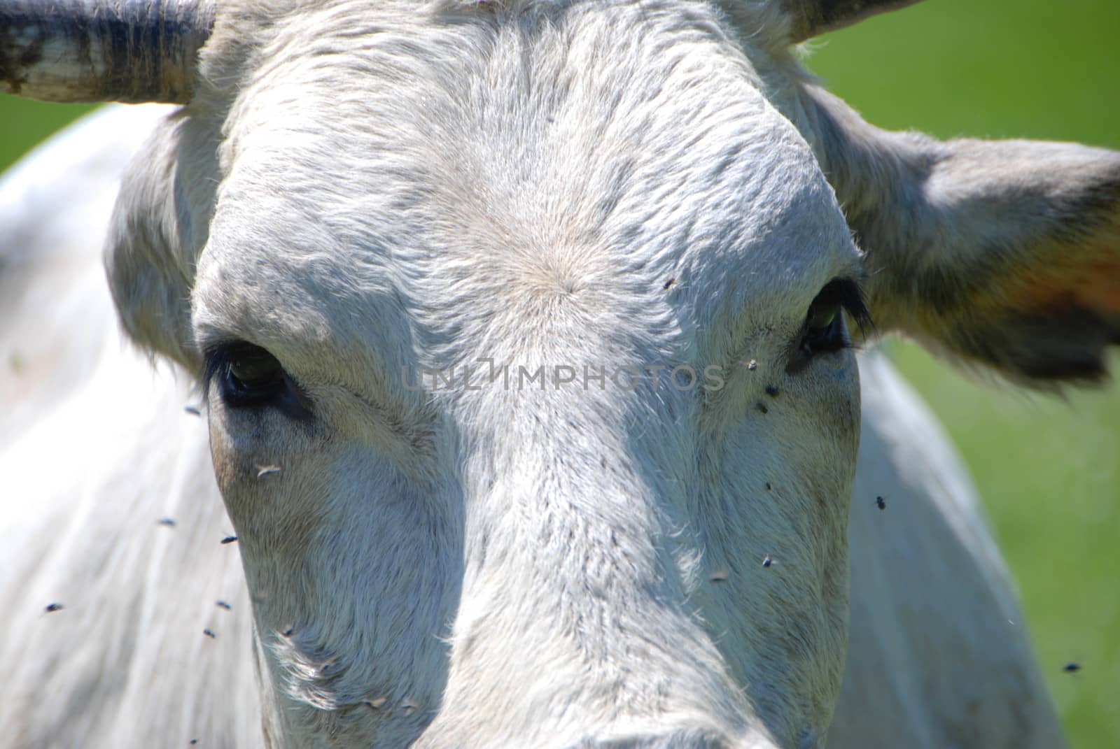 Cows grazing free in Langa, Piedmont - Italy