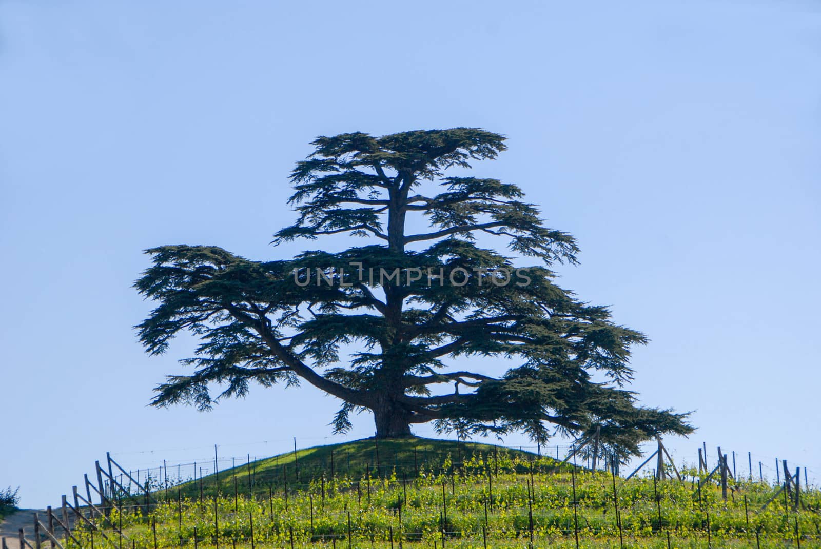 Cedar on the hill, La Morra, Piedmont - Italy