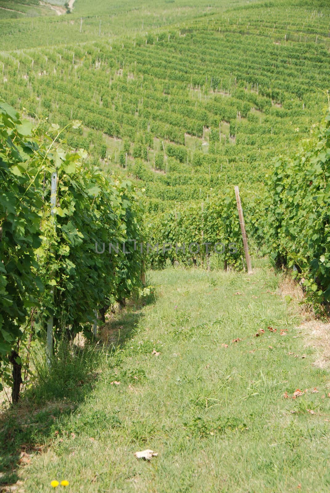 View of Langhe hills with vineyards near La Morra, Piedmont - Italy