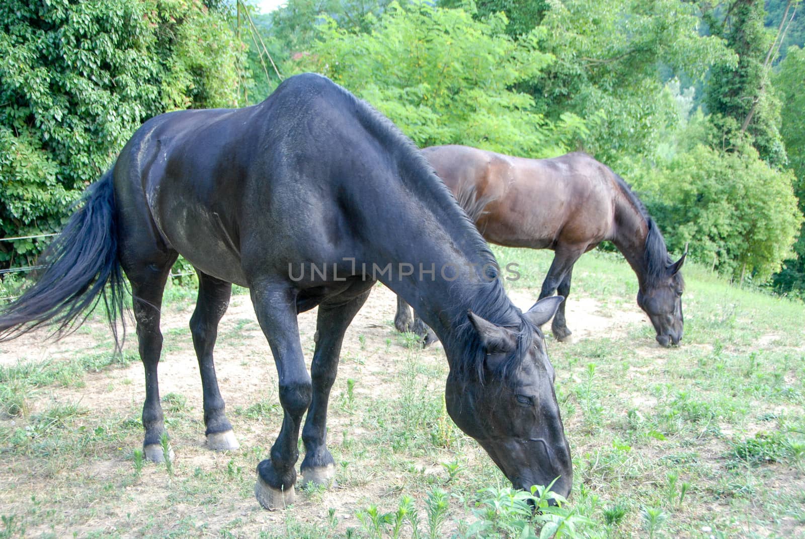 Horses grazing in a field with grass by cosca