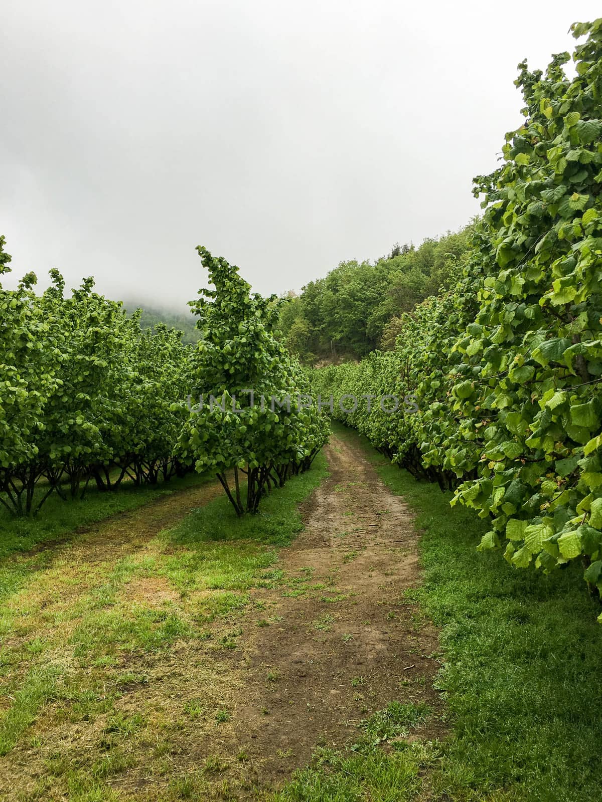 Hazelnut Trees by cosca