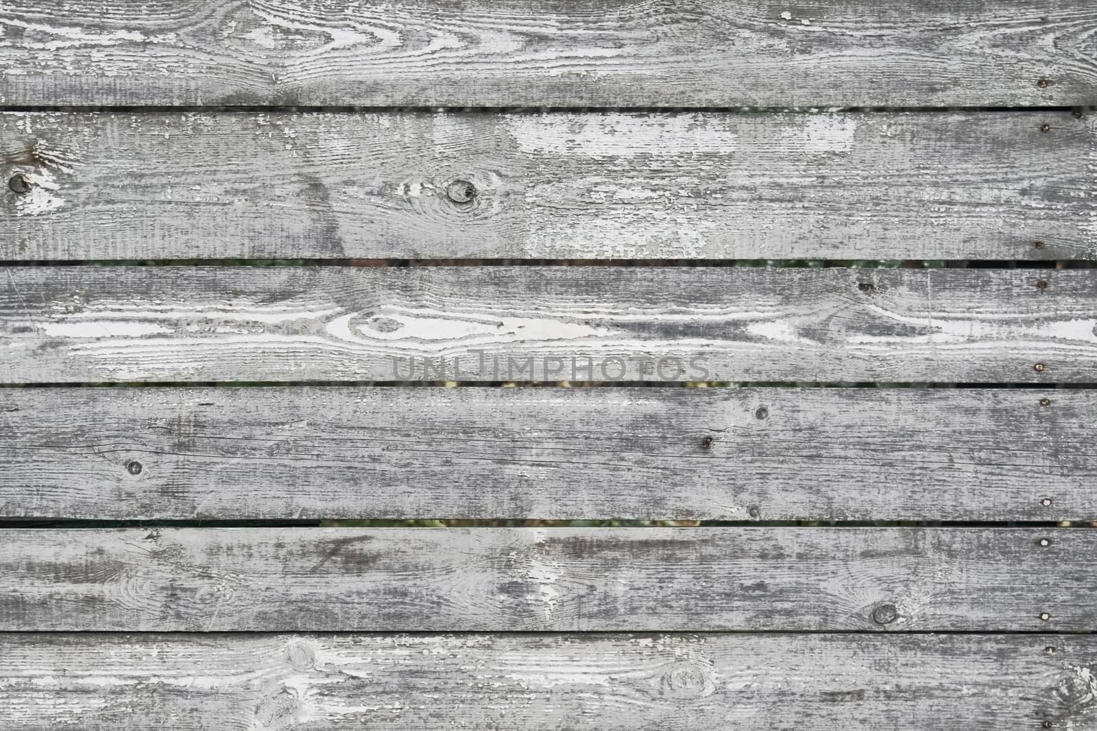 Fence wooden gray with the peeled-off white paint texture of a tree