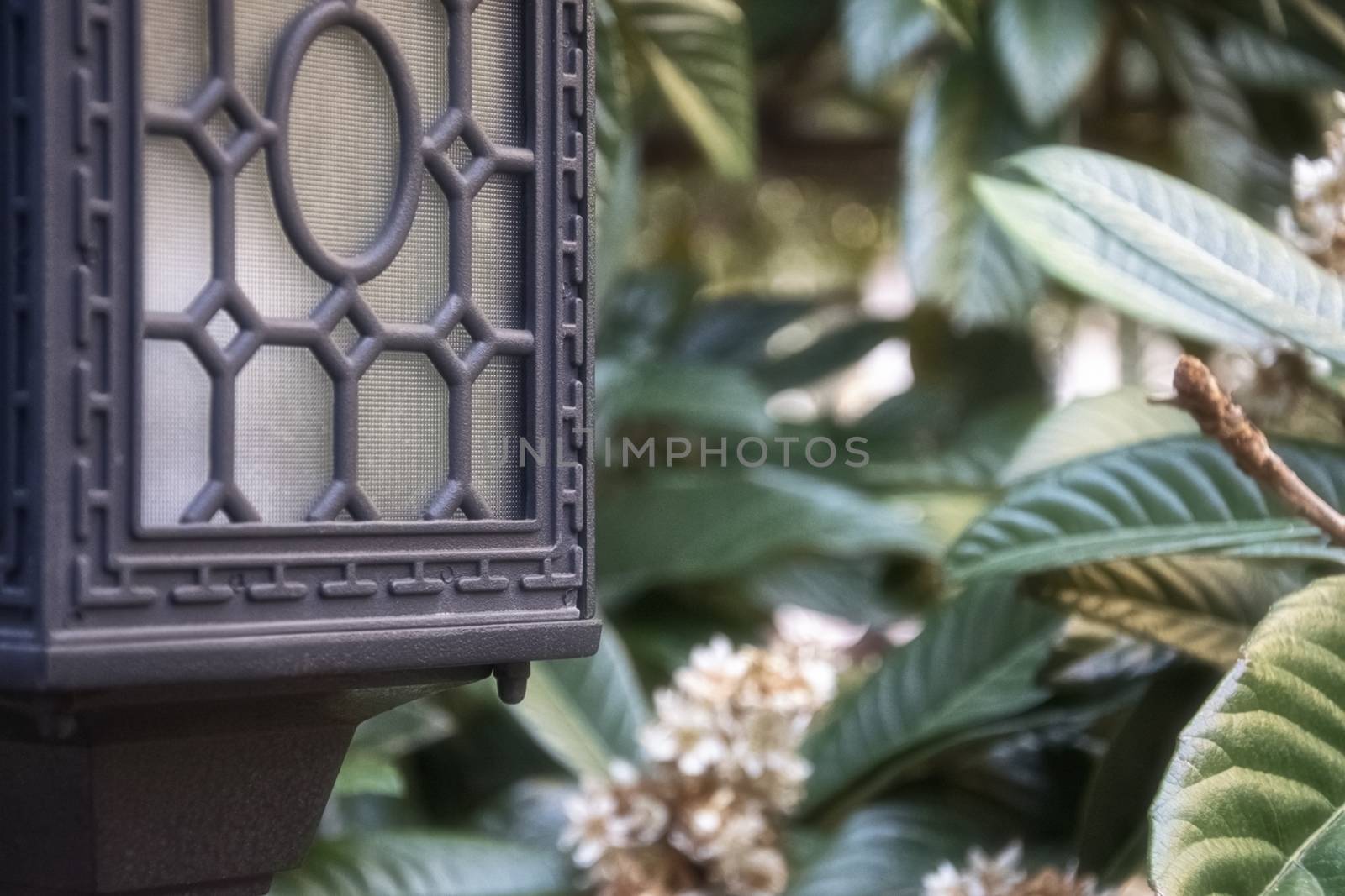 Black shod lamp against the background of Magnolia leaves