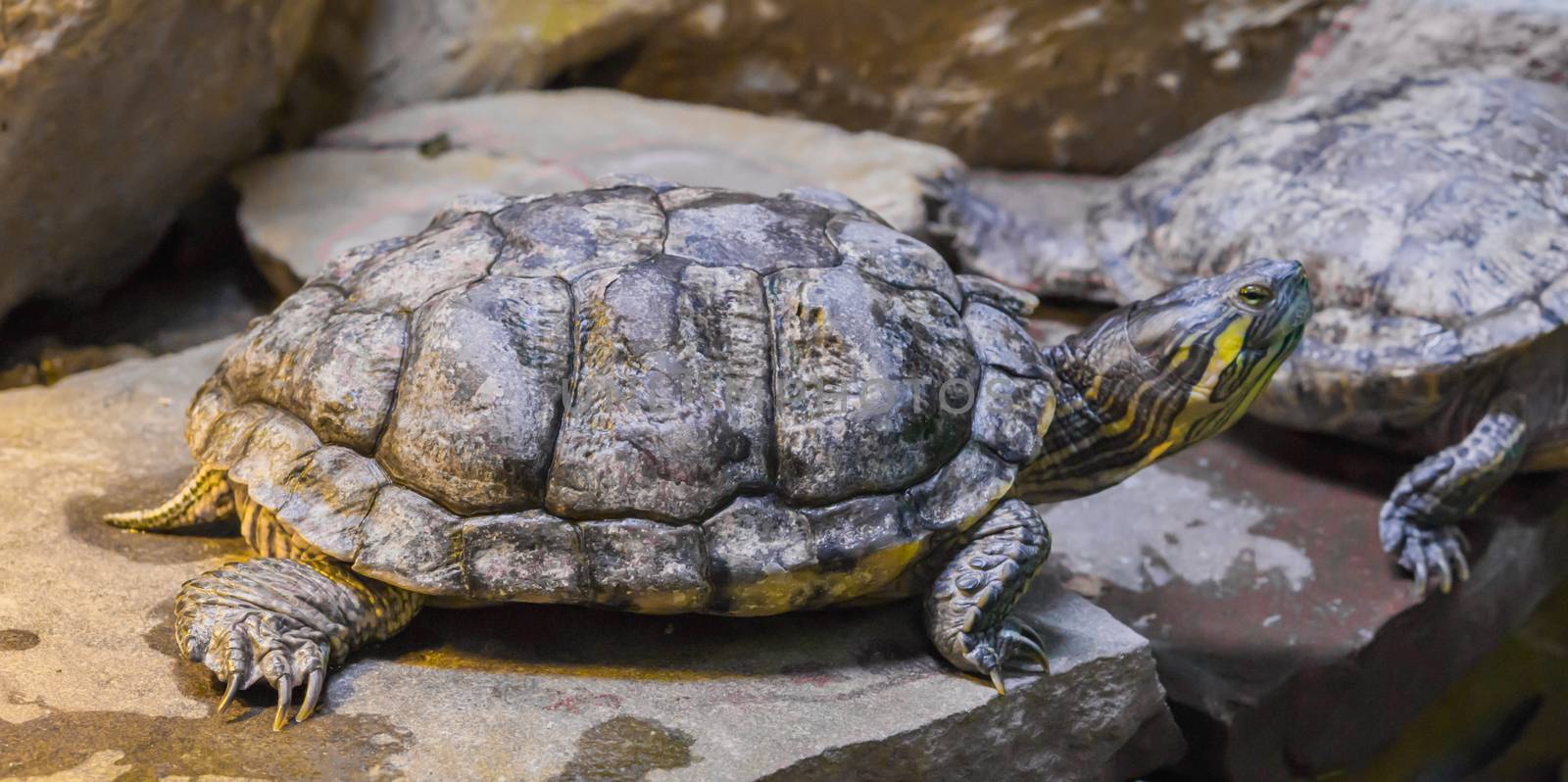 cumberland slider turtle in closeup sitting on a stone, tropical reptile pet from America