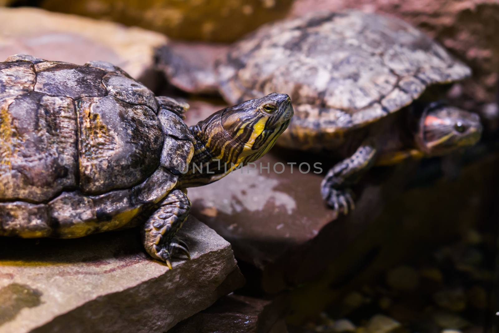 cumberland slider turtle head in closeup with another turtle in the background by charlottebleijenberg