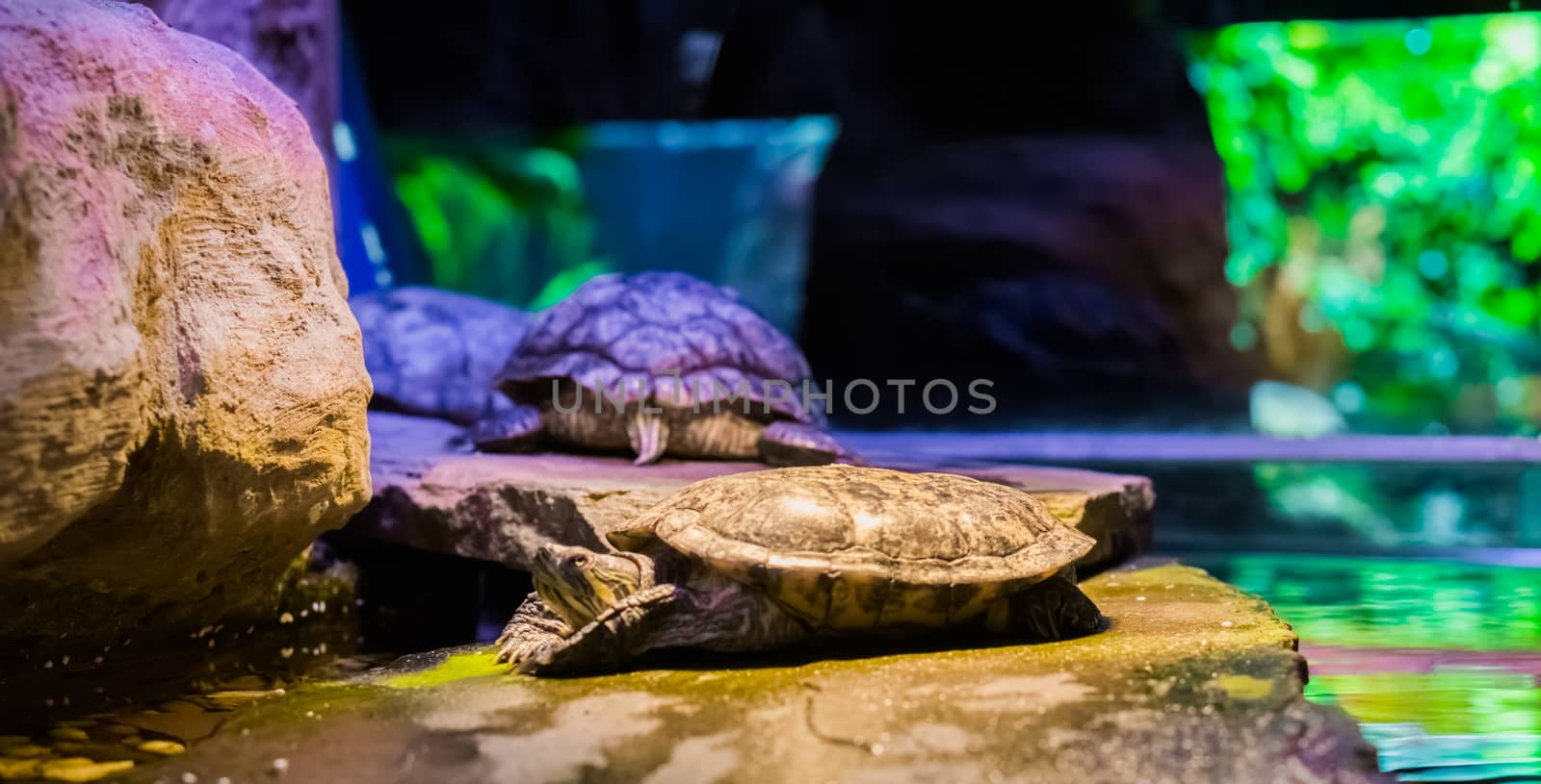 closeup of a cumberland slider turtle laying on a rock with two other turtles in the background, a tropical reptile from America by charlottebleijenberg