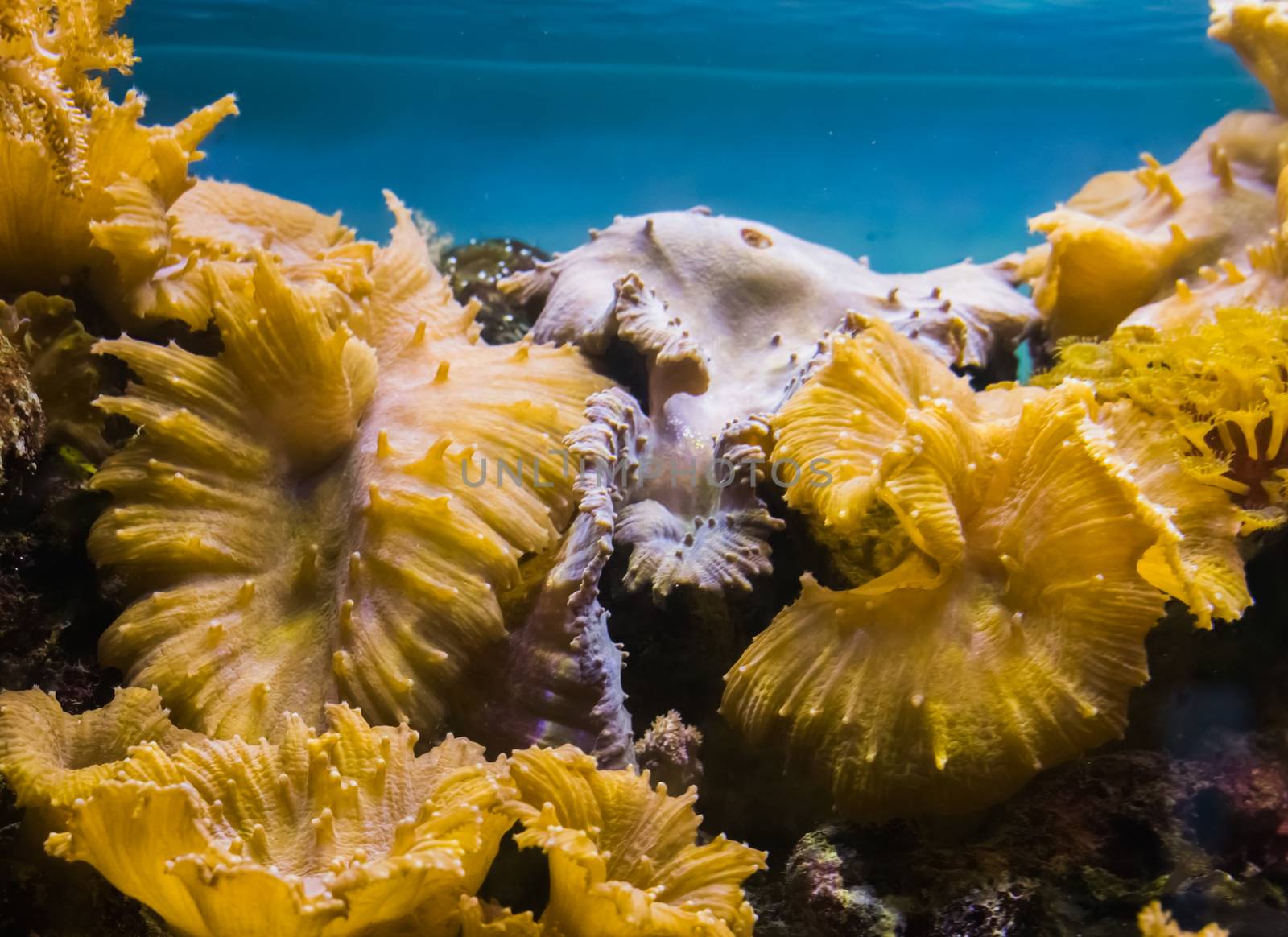 underwater sea landscape background, a rock fully overgrown with sea coral and anemones by charlottebleijenberg