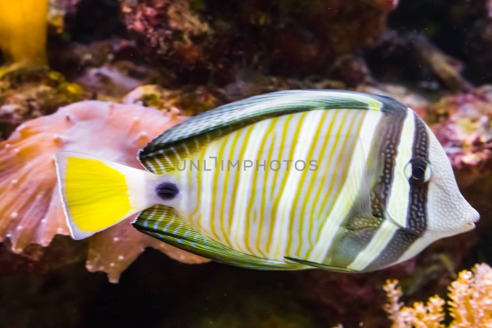 Sailfin tang fish in closeup, a tropical and colorful aquarium pet from the indian ocean