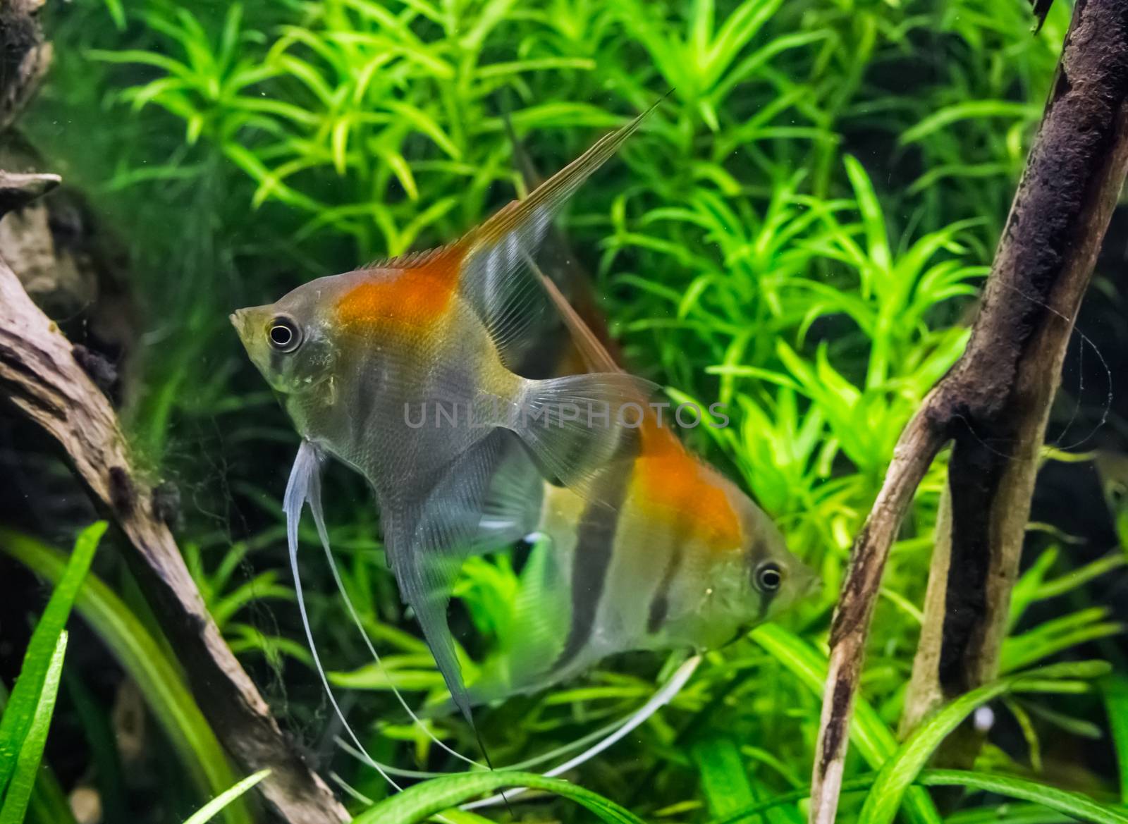 redback moonfishes swimming together in the water, a tropical fish pet from Rio Manacapuru