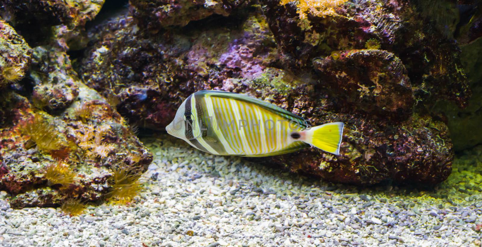 sailfin tang fish, a colorful tropical aquarium pet from the indian ocean by charlottebleijenberg