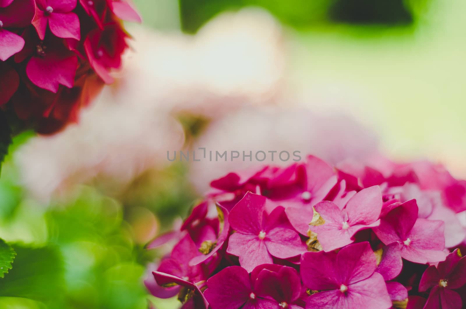 Two bunches of pink flowers over green blurred background