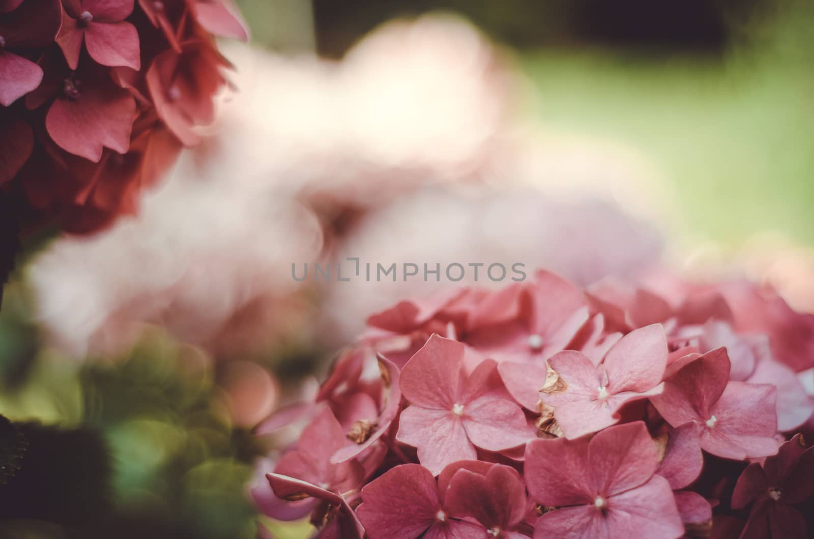 Two bunches of pink flowers over green blurred background
