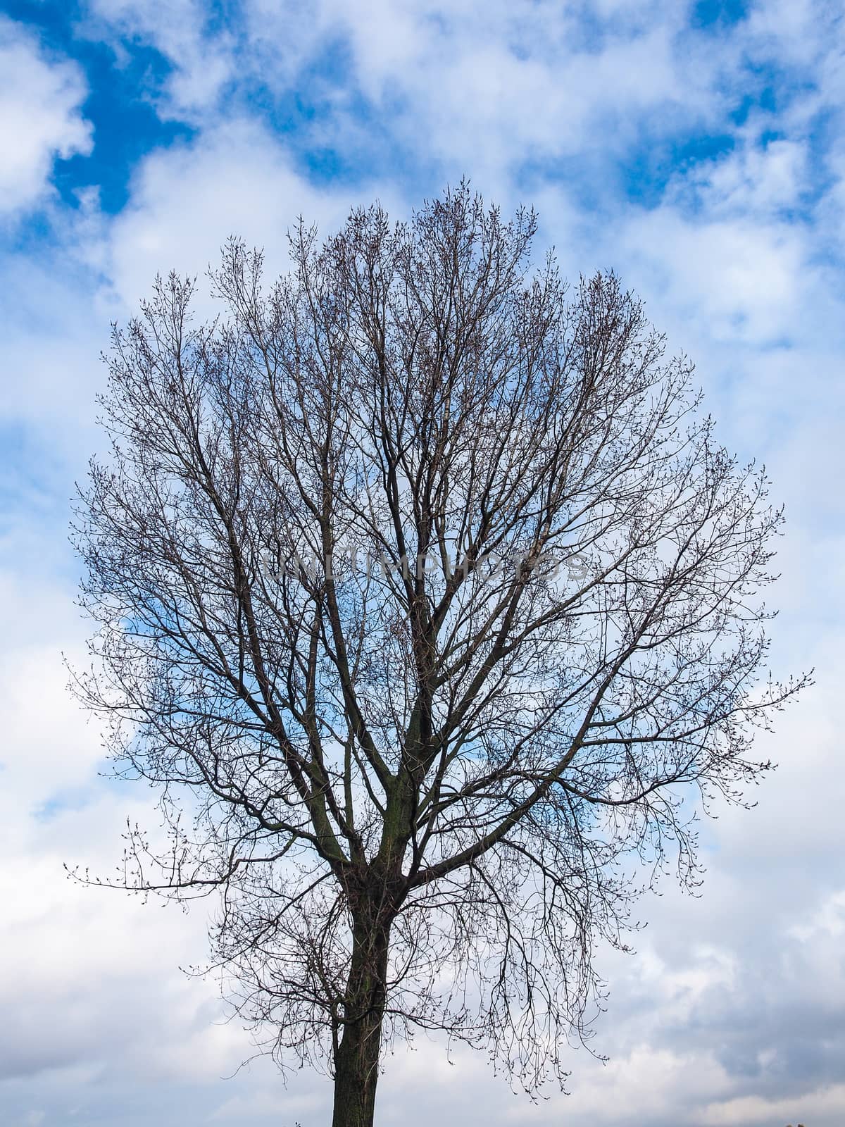 Autumn season concept with Leafless trees and blue sky