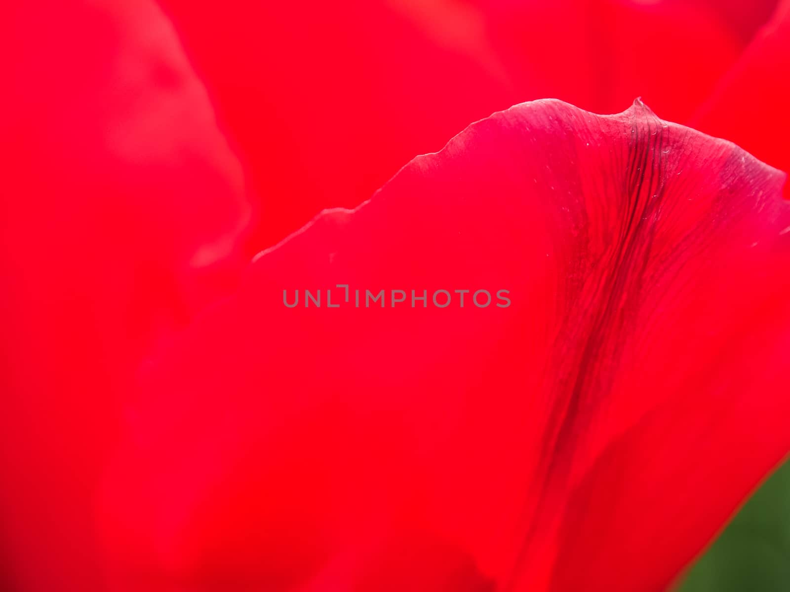 Close up image of red tulip  in field of flora park in The Netherlands, Holland. Keukenhof. Use as background.