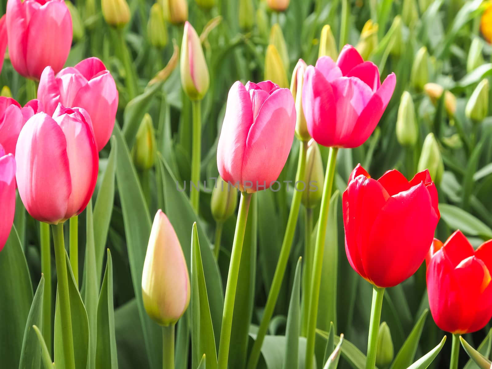 Red and pink tulips in field of flora park in The Netherlands, Holland. Keukenhof.