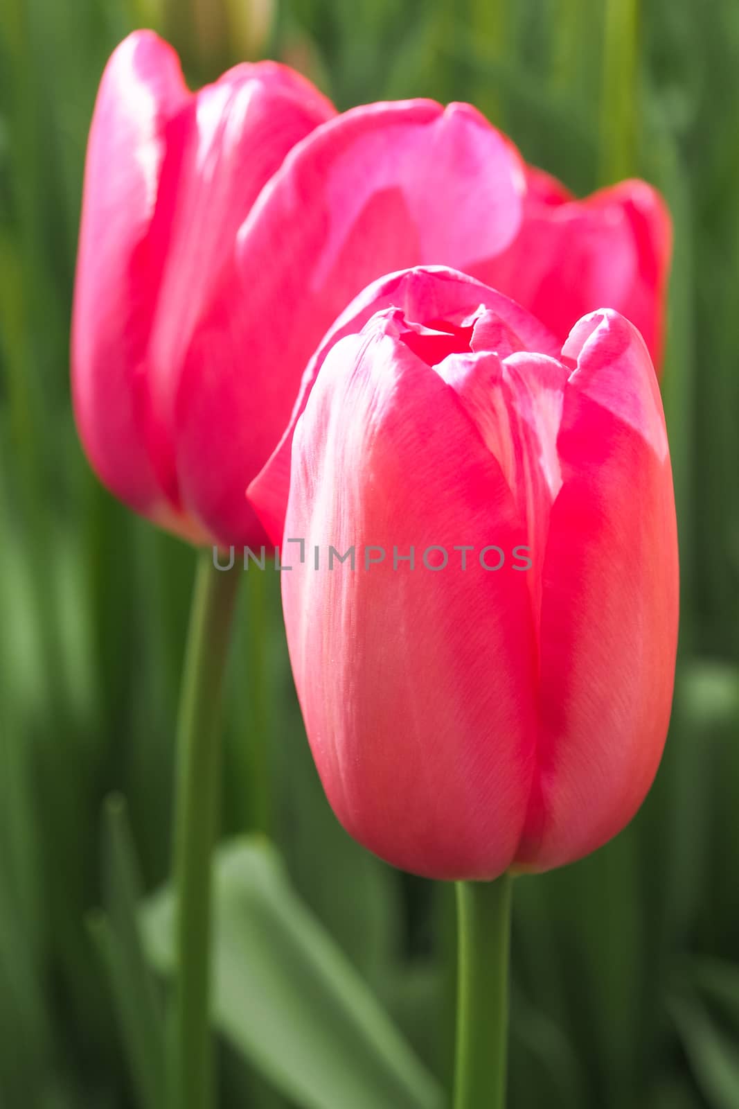Red and pink tulips in field by simpleBE