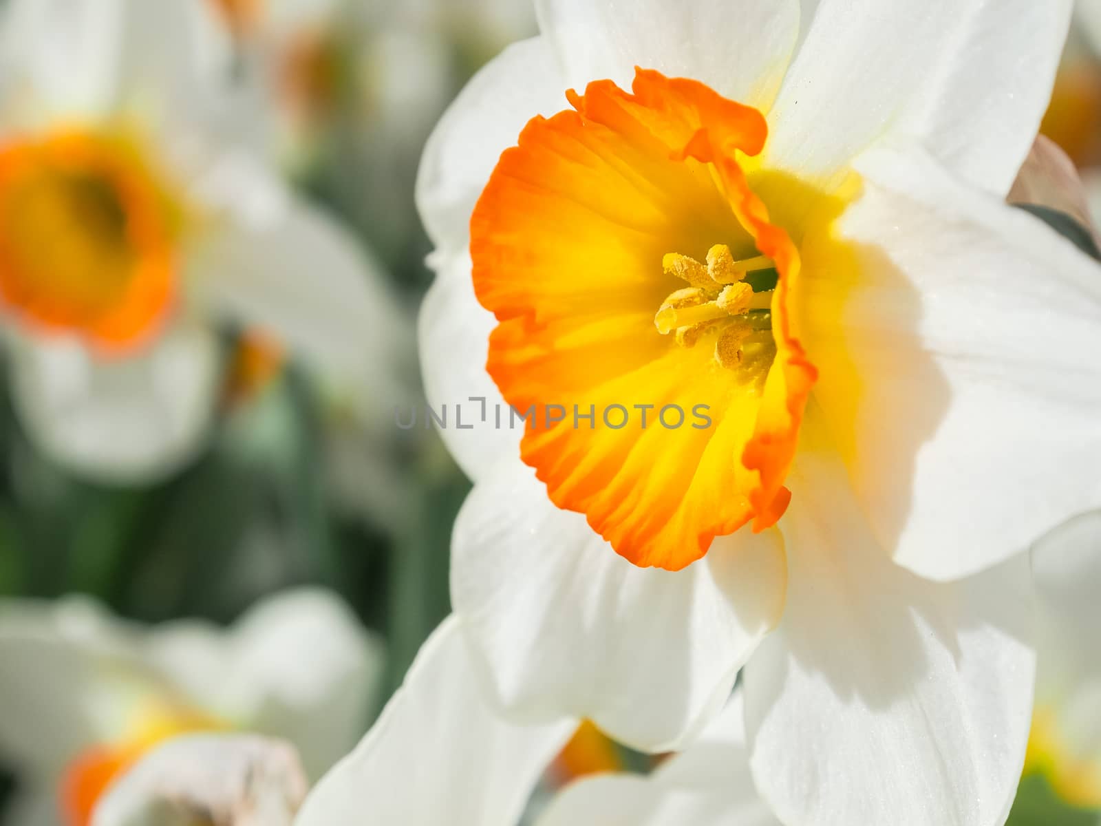 Close-up of white daffodil flowers, known as Paperwhite, Narcissus papyraceus , in field of flora park in The Netherlands, Holland. Keukenhof.