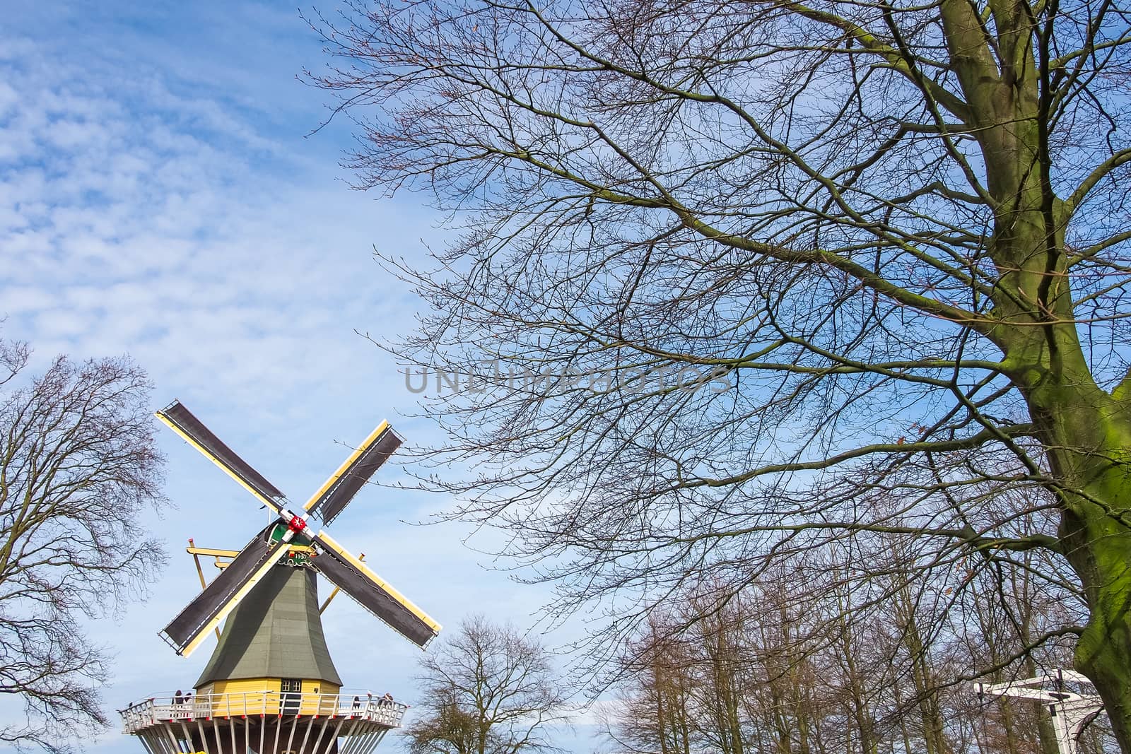 Dutch windmill and leafless trees in spring garden of flowers Keukenhof, Holland, Netherlands.
