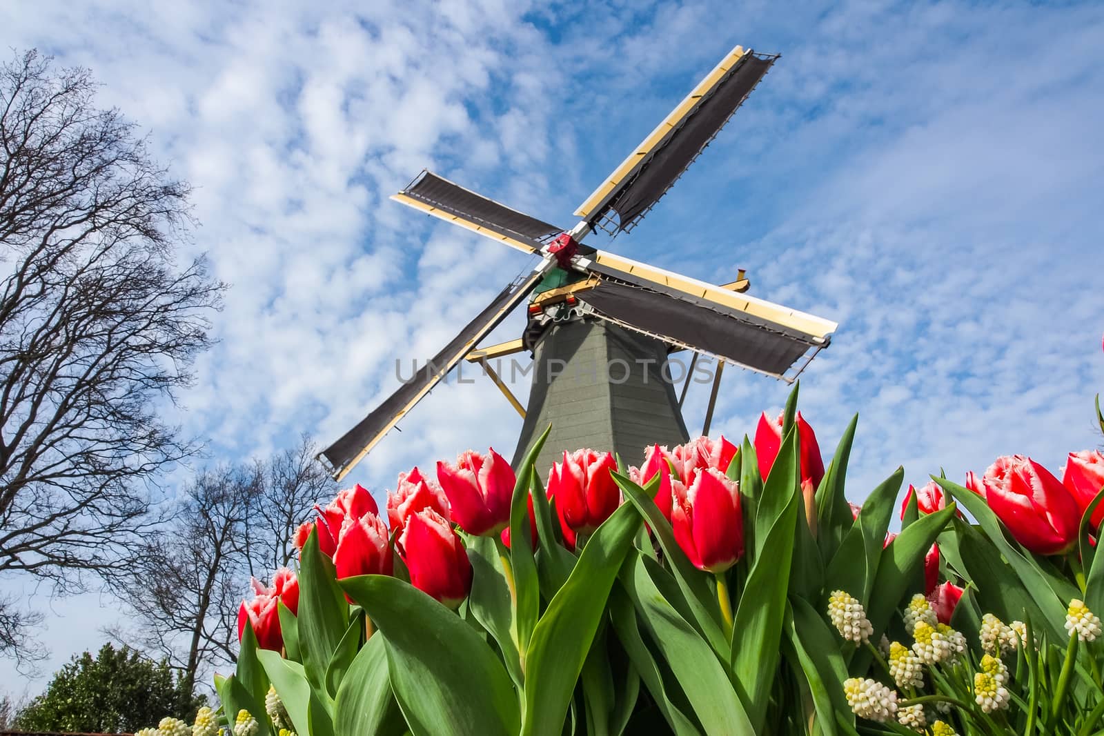 Dutch windmill and colorful tulips by simpleBE