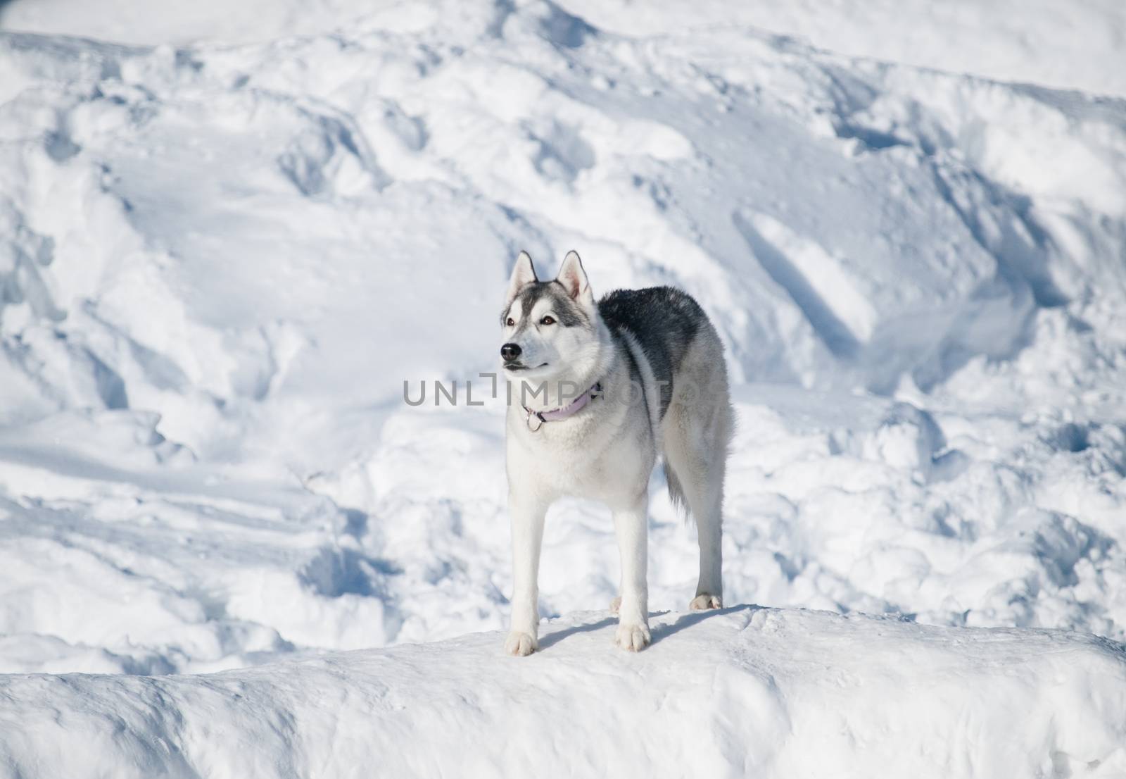 Beautiful Husky dog on the snow on a sunny winter day