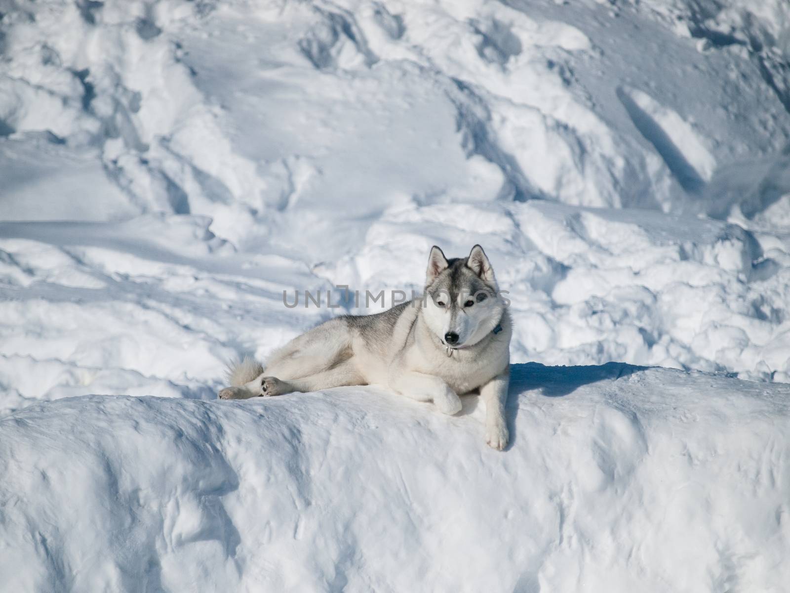 Beautiful Husky dog on the snow by Alex_L
