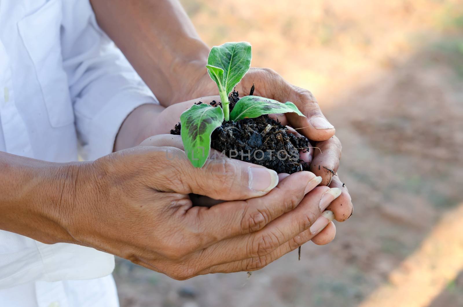 Human hands helping holding protection young plant , concept save the world