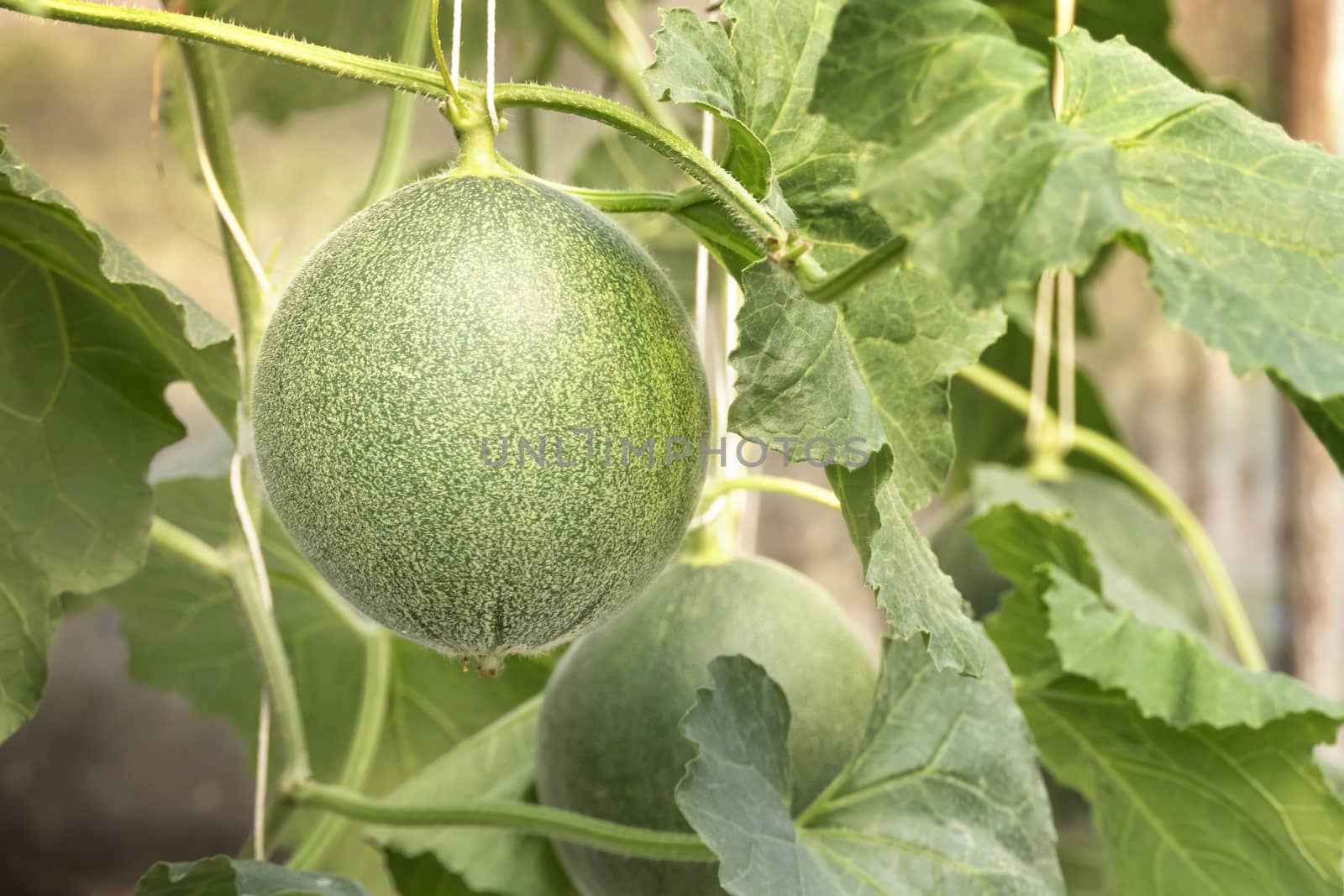 young sprout of green melon plants growing in greenhouse supported by string nets