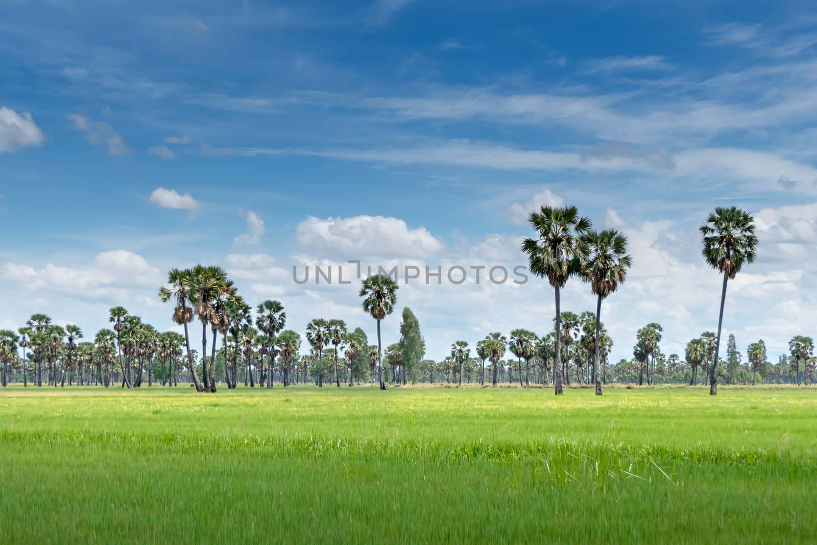 landscape of paddy field by rakratchada