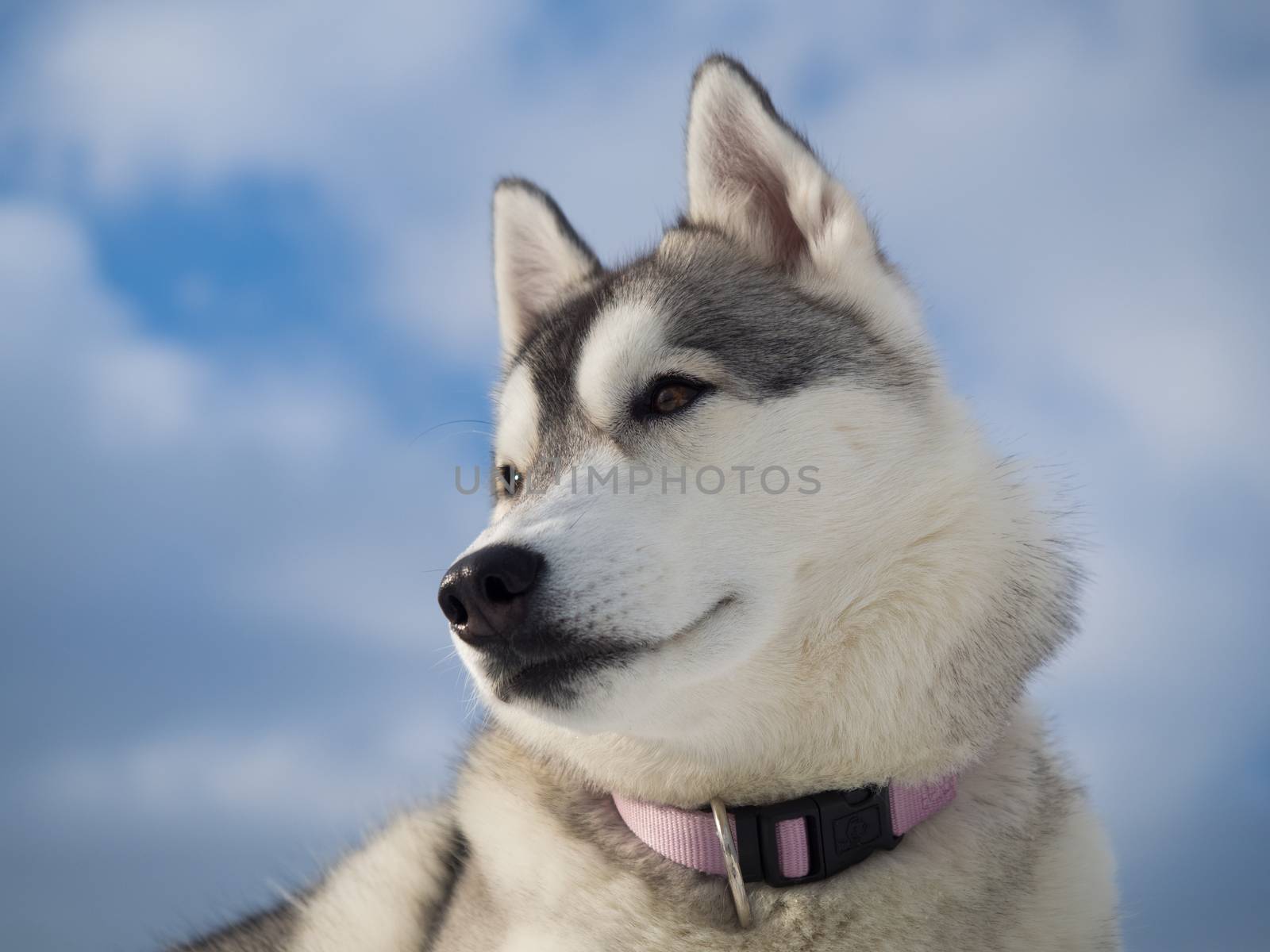 Portrait of a beautiful Husky dog by Alex_L