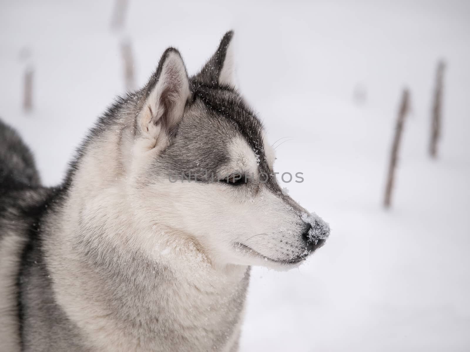 Husky dog outdoors on a snowy winter day

