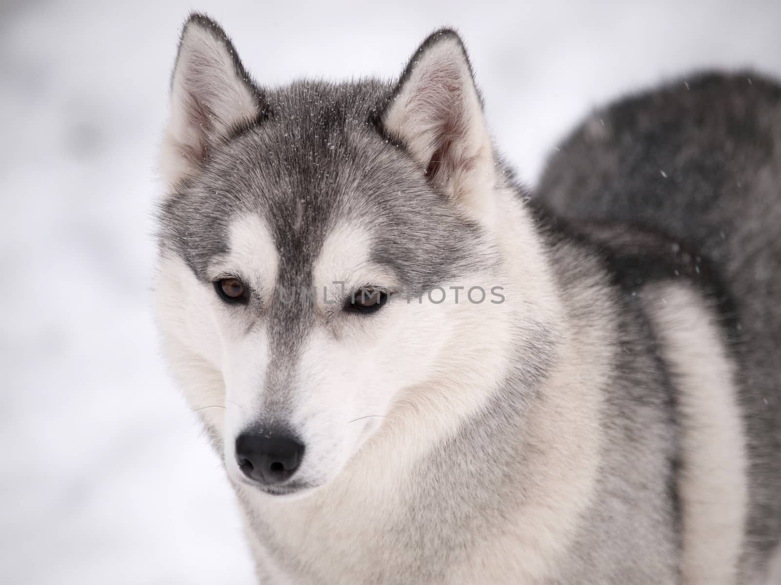 Husky dog outdoors on a snowy winter day