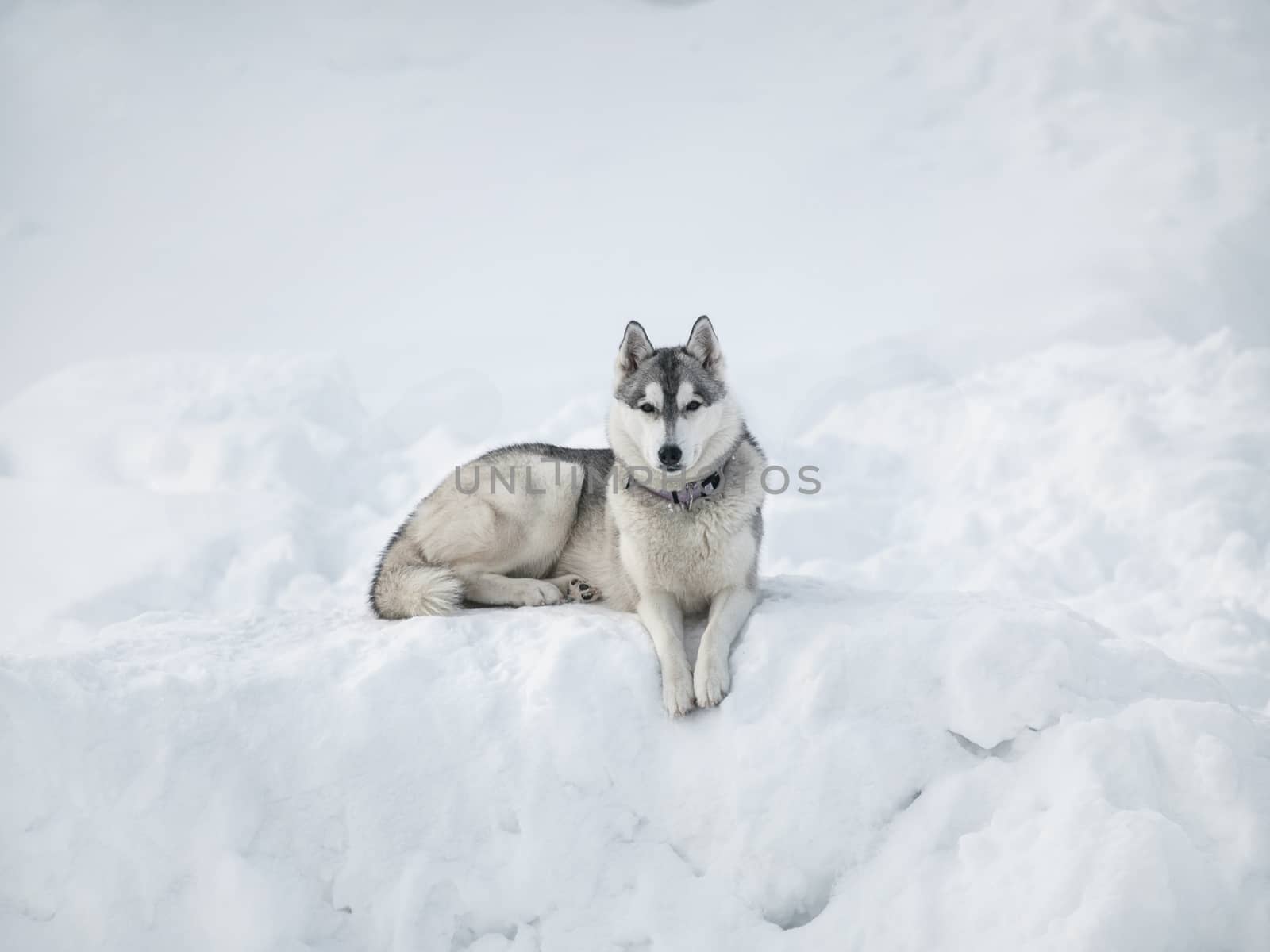 Beautiful Husky dog lying on the snow on a cold winter day