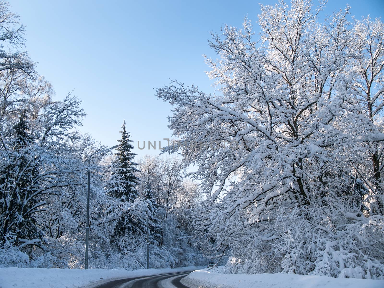 Road in a forest on a sunny winter afternoon after heavy snowfall