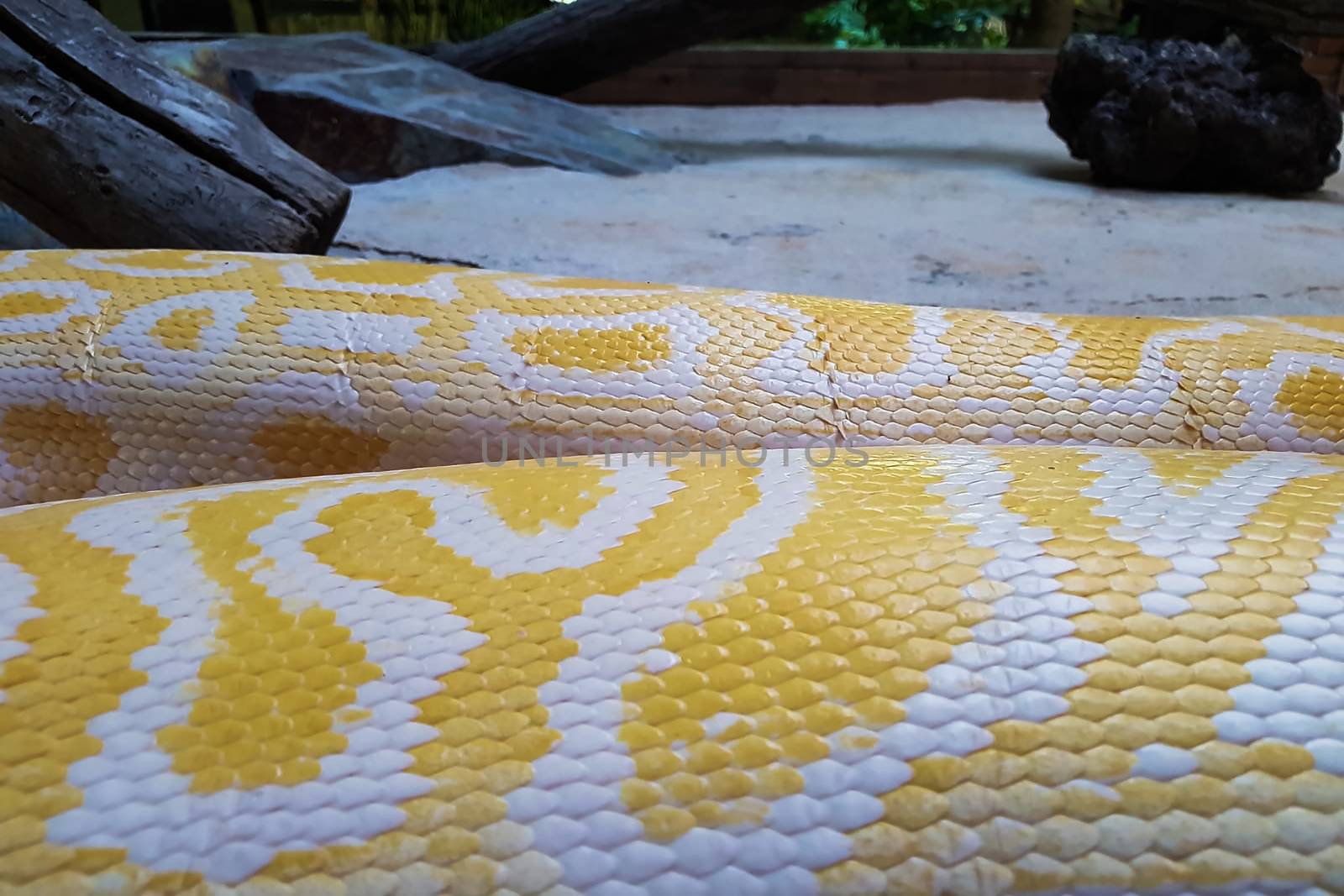 Skin texture. Yellow snake background.