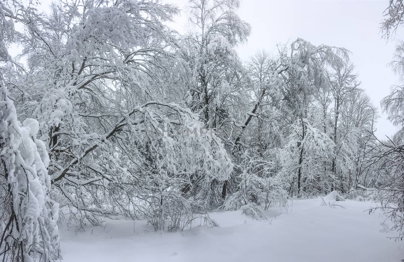 Panorama shot of a winter forest after heavy snowfal