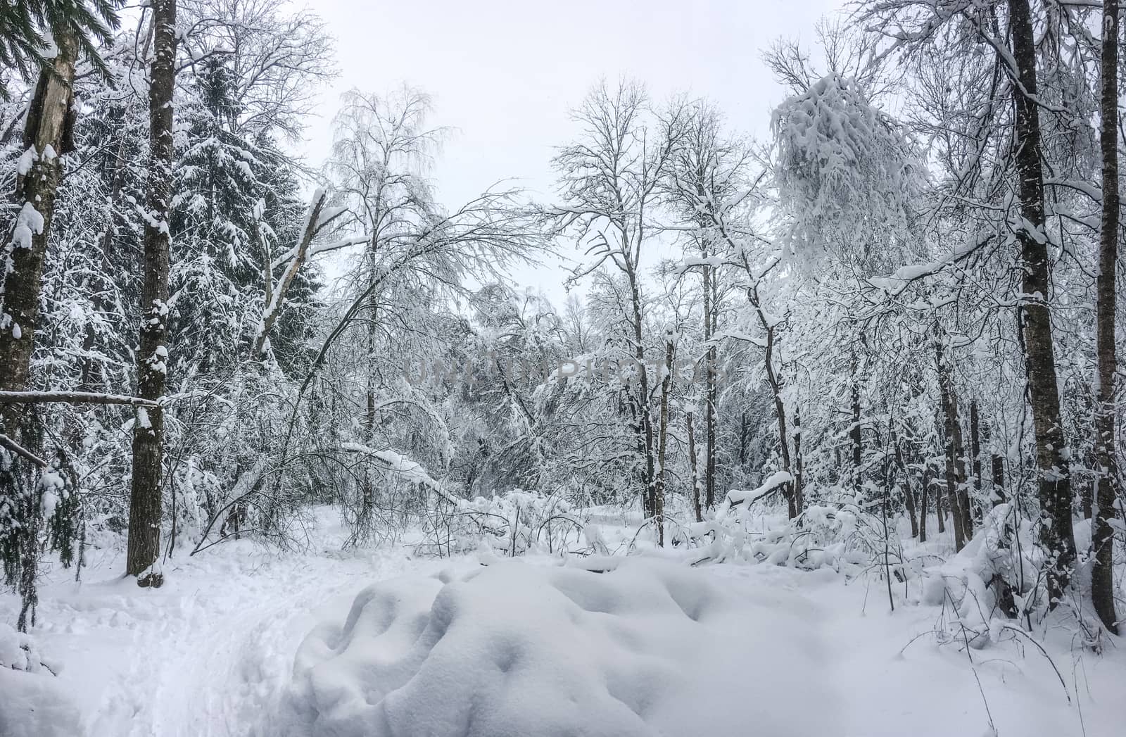Panorama shot of a winter forest after heavy snowfal