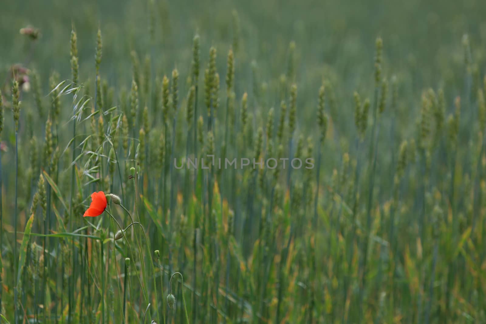 View of one red poppy flower on background of cereal field; Red poppy flower on a green grass.  Meadow with flowers. Wild flowers. Nature flower.