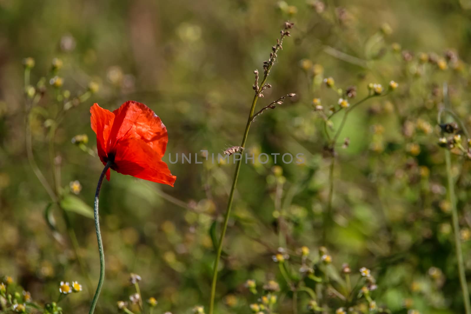 Top view of one red poppy flower on background of green meadow.