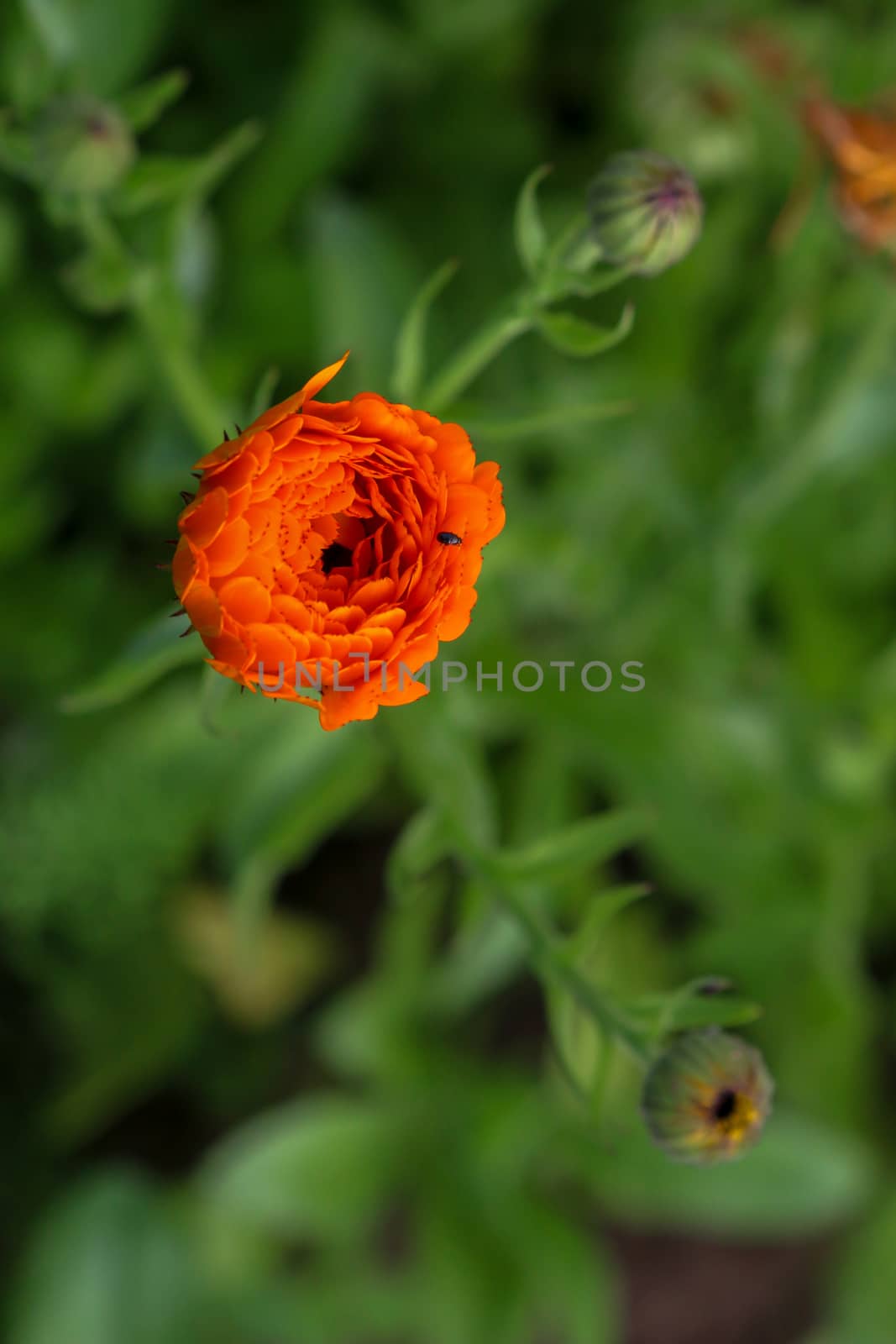 Top view of one red poppy flower on background of green meadow.