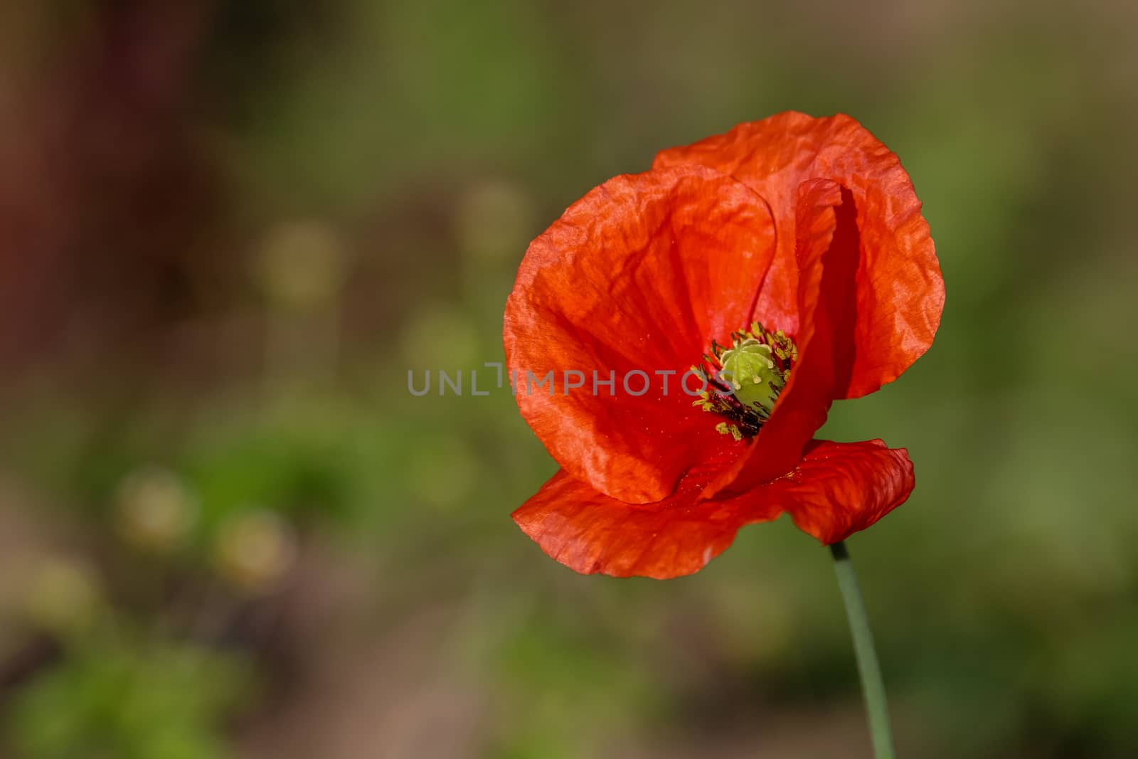 Top view of one red poppy flower on background of green meadow.