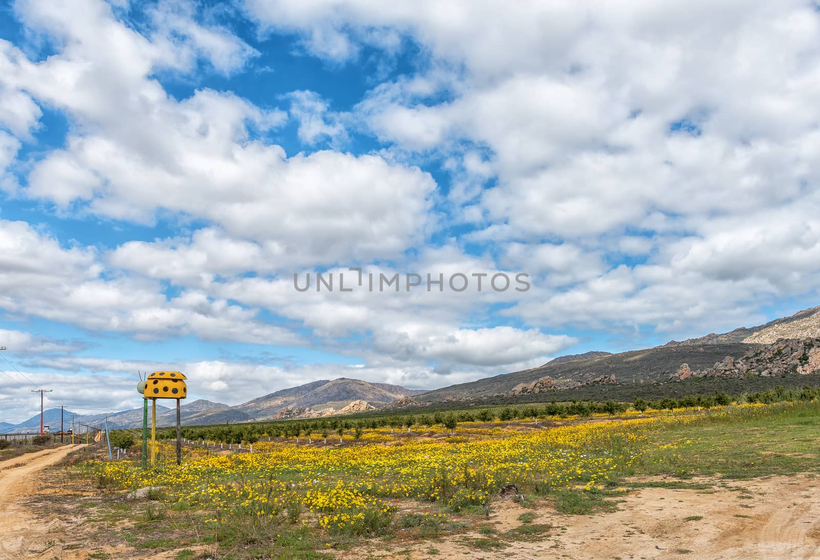 Wild flowers and citrus orchards near Citrusdal in the Western Cape Province. A ladybird is visible